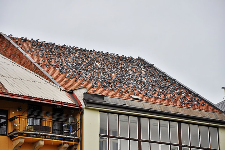 A2B Pest Control are able to install spikes to deter birds from roofs in Rotherhithe. 