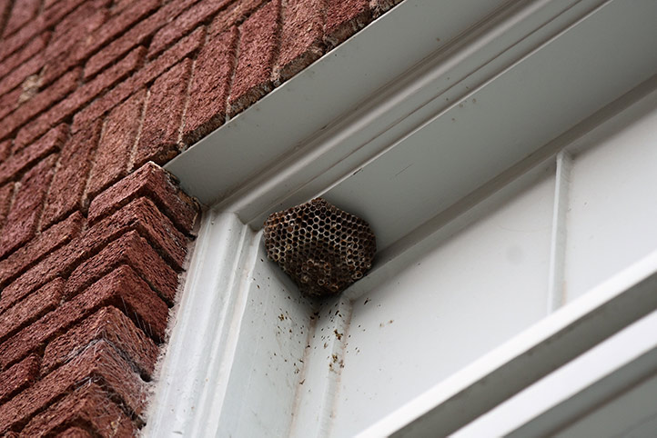 We provide a wasp nest removal service for domestic and commercial properties in Rotherhithe.
